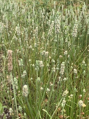 Plantago wrightiana