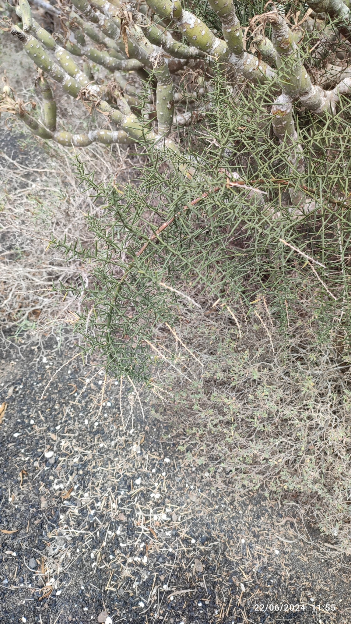 Asparagus horridus