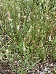 Plantago wrightiana