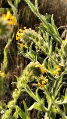 Amsinckia lycopsoides