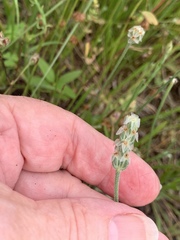 Plantago wrightiana