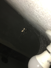 Pholcidae
