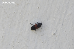 Dermestes vorax