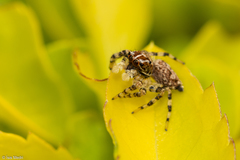Sumampattus quinqueradiatus