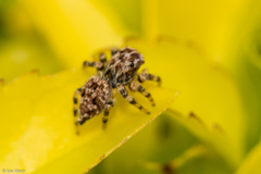 Sumampattus quinqueradiatus