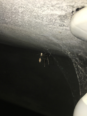 Pholcidae