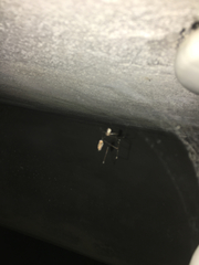 Pholcidae