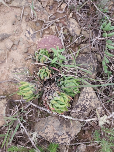 Haworthia coarctata Haw. 4