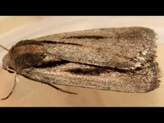 Thoracolopha acontoura