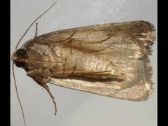 Thoracolopha acontoura