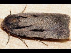 Thoracolopha acontoura