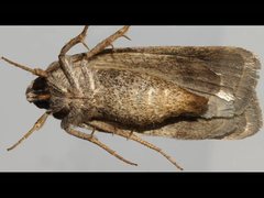 Thoracolopha acontoura