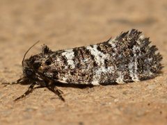 Ardiosteres moretonella
