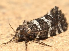 Ardiosteres moretonella