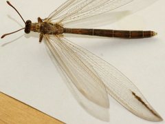 Distoleon bistrigatus