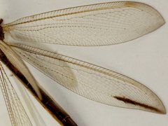 Distoleon bistrigatus