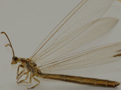 Distoleon bistrigatus