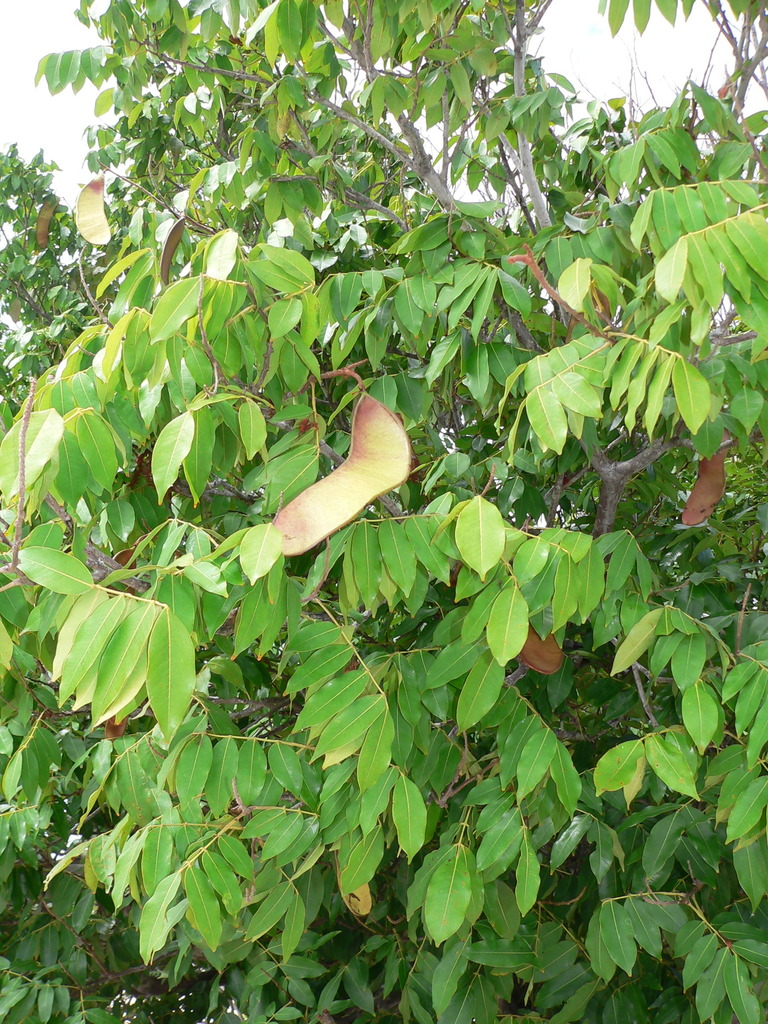 Campsiandra