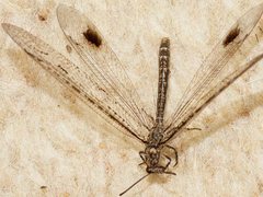 Glenoleon meteoricus