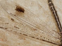 Glenoleon meteoricus