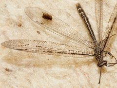 Glenoleon meteoricus