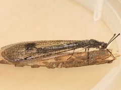 Glenoleon meteoricus