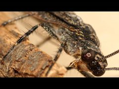 Glenoleon meteoricus