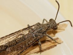 Glenoleon meteoricus