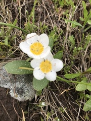 Hesperochiron pumilus