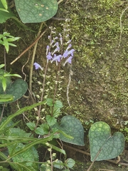 Scutellaria austrotaiwanensis