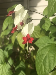 Clerodendrum thomsoniae