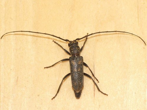Opsidota infecta