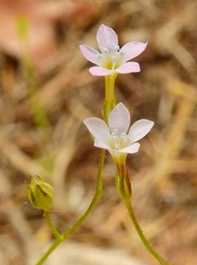 Gilia clokeyi
