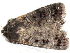 Proteuxoa rubripuncta