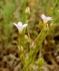 Gilia clokeyi