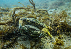 Carcinus maenas