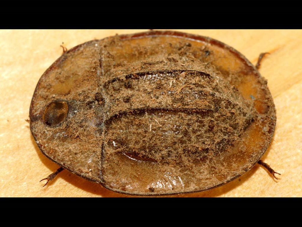 Transparent Pie-dish Beetle