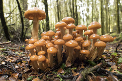 Pholiota malicola