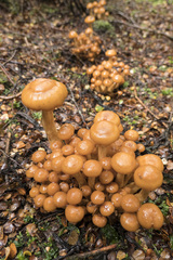 Pholiota malicola