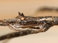 Hyrtacus tuberculatus