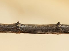 Hyrtacus tuberculatus