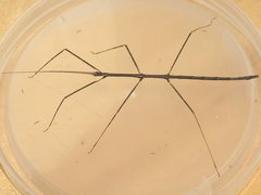 Hyrtacus tuberculatus