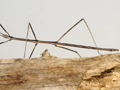 Hyrtacus tuberculatus