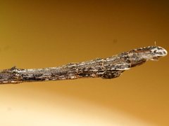 Hyrtacus tuberculatus