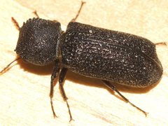 Bostrychopsis jesuita