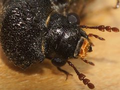 Bostrychopsis jesuita