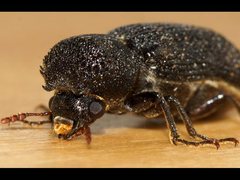 Bostrychopsis jesuita