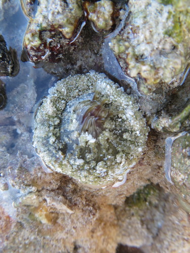 Actinostella flosculifera