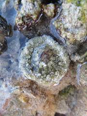 Actinostella flosculifera