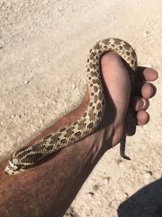 Heterodon kennerlyi
